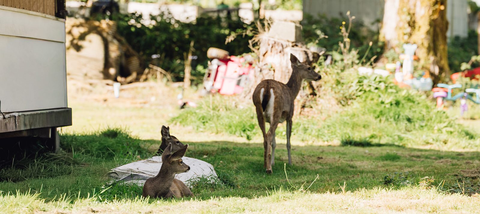 School District 84 | Captain Meares School Tahsis, BC - Captain Meares Elementary Secondary School